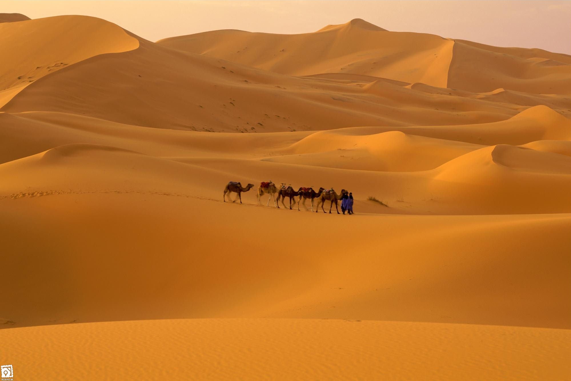 caravana, Camellos, Desierto, Sahara Wallpaper