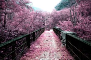 cherry, Blossoms, Bridges, Depth, Of, Field, Selective, Coloring, Pink, Flowers