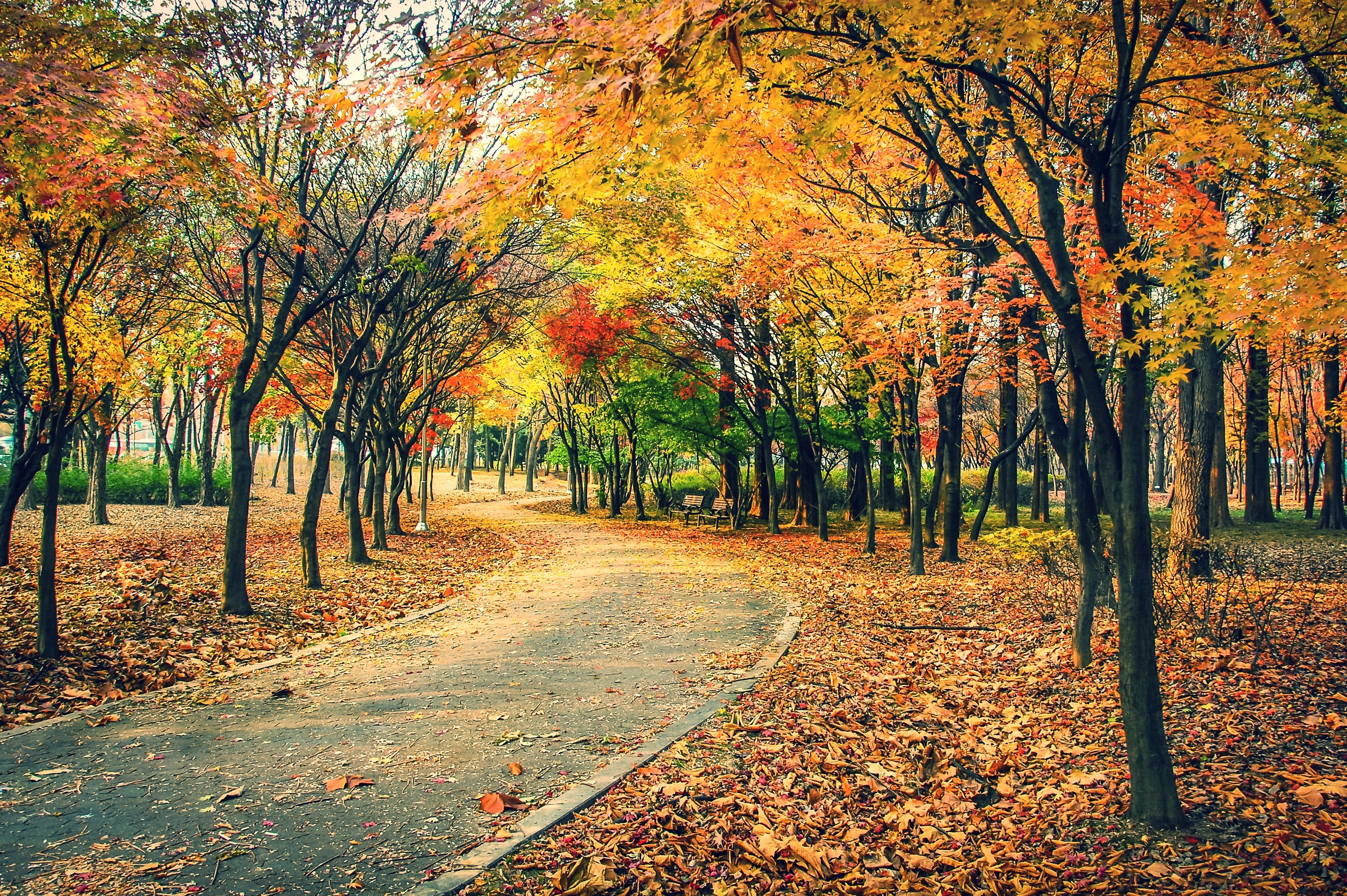 autumn, Fall, Landscape, Nature, Tree, Forest, Leaf
