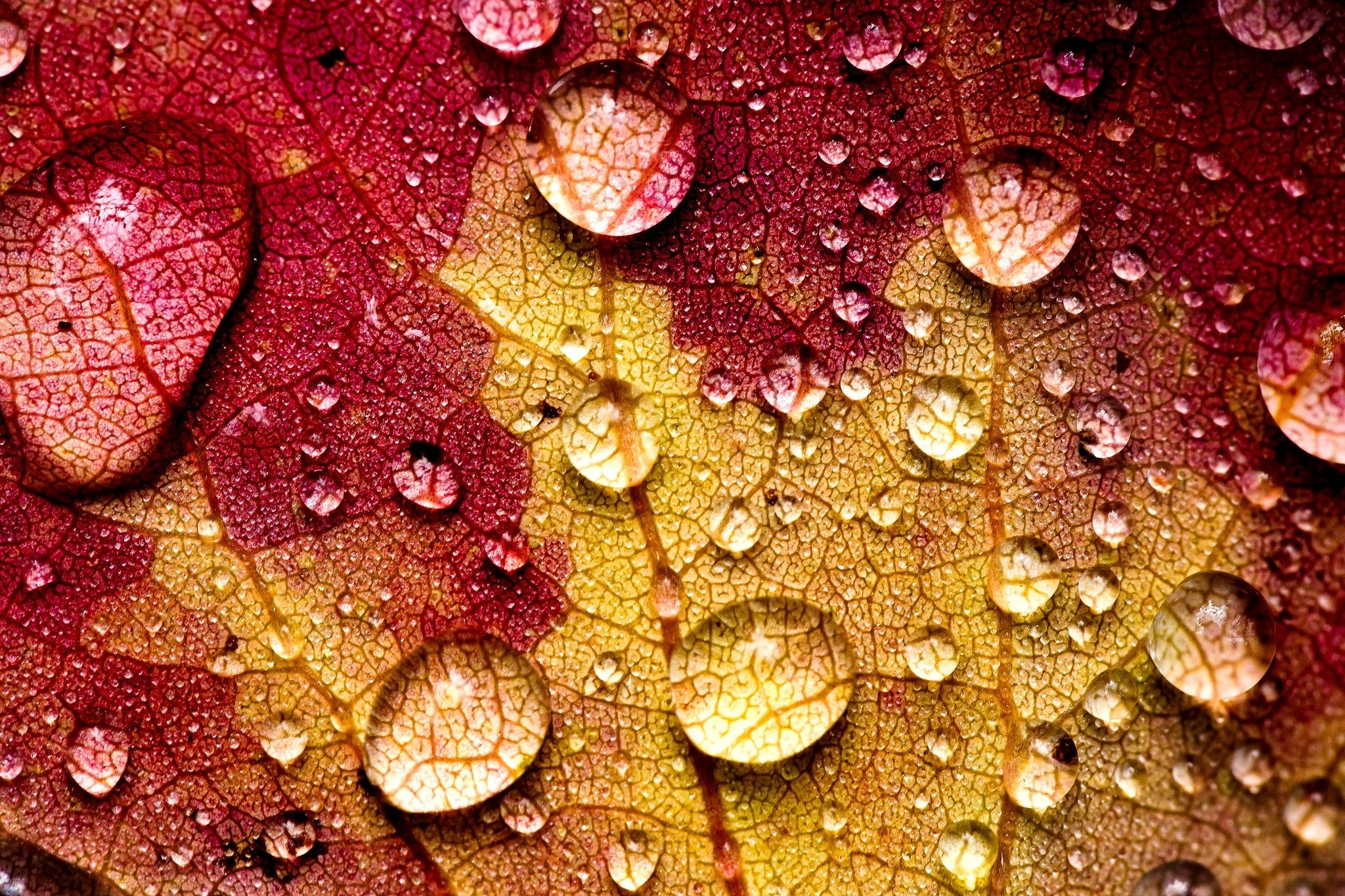 autumn, Fall, Landscape, Nature, Tree, Forest, Leaf, Leaves, Drops Wallpaper