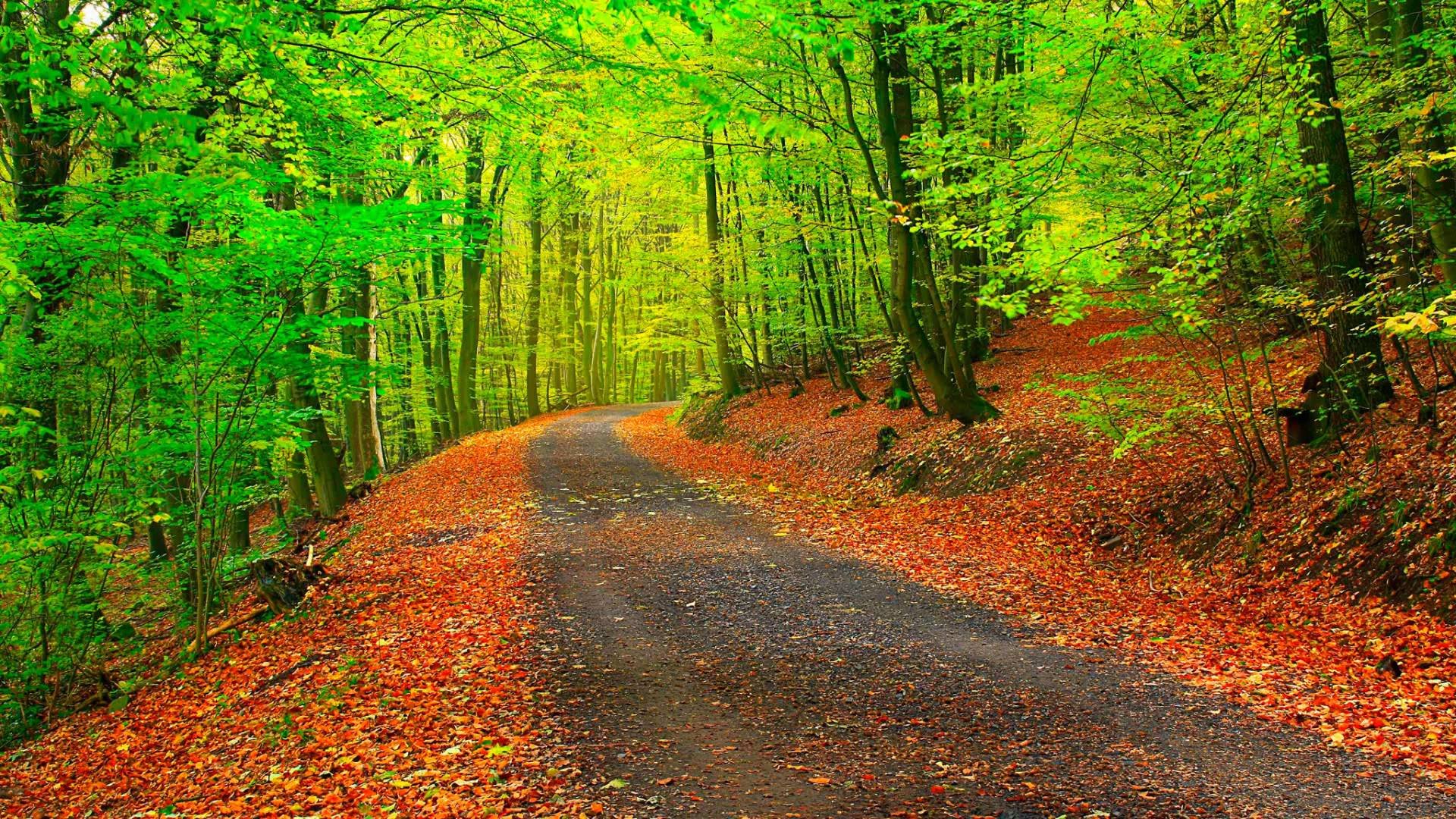 autumn, Fall, Landscape, Nature, Tree, Forest, Leaf, Leaves, Path, Trail Wallpaper