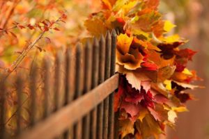 autumn, Fall, Landscape, Nature, Tree, Forest, Leaf, Leaves, Fence