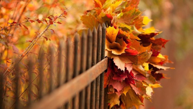 autumn, Fall, Landscape, Nature, Tree, Forest, Leaf, Leaves, Fence HD Wallpaper Desktop Background