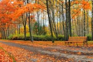 autumn, Fall, Landscape, Nature, Tree, Forest, Leaf, Leaves, Path, Trail, Bench
