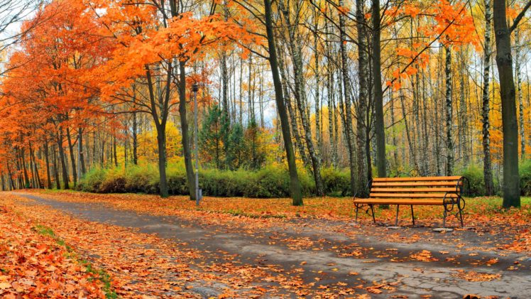 autumn, Fall, Landscape, Nature, Tree, Forest, Leaf, Leaves, Path, Trail, Bench HD Wallpaper Desktop Background