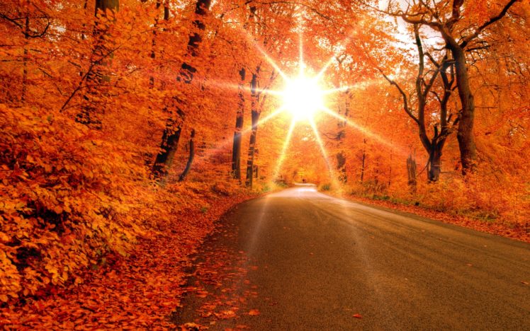 autumn, Fall, Landscape, Nature, Tree, Forest, Leaf, Leaves, Path, Trail HD Wallpaper Desktop Background