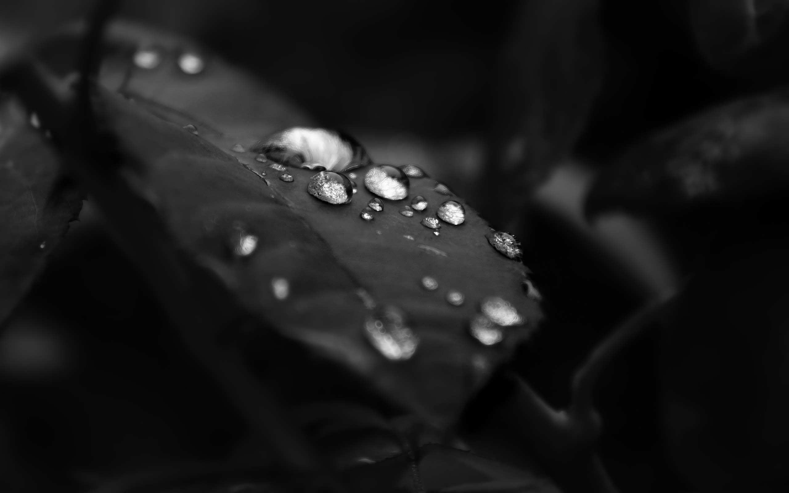 black, And, White, Leaf, Water, Drops Wallpaper