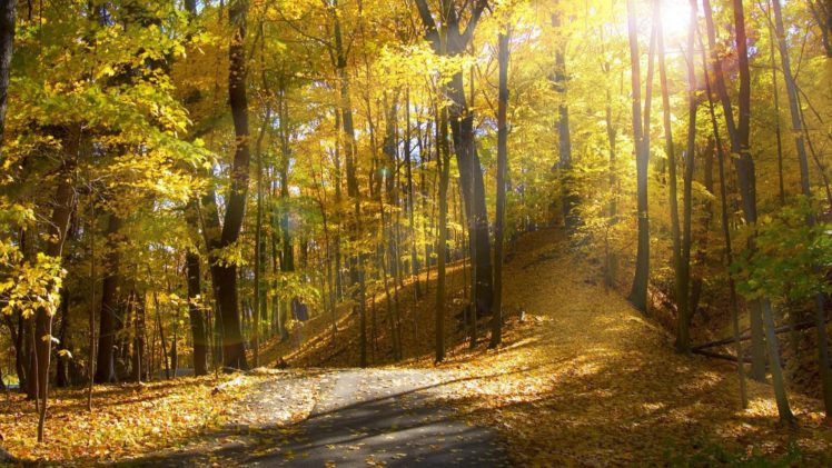 sunlight, Autumn, Trees, Sunrise, Leaves, Leaf, Road, Roads, Path, Trail HD Wallpaper Desktop Background