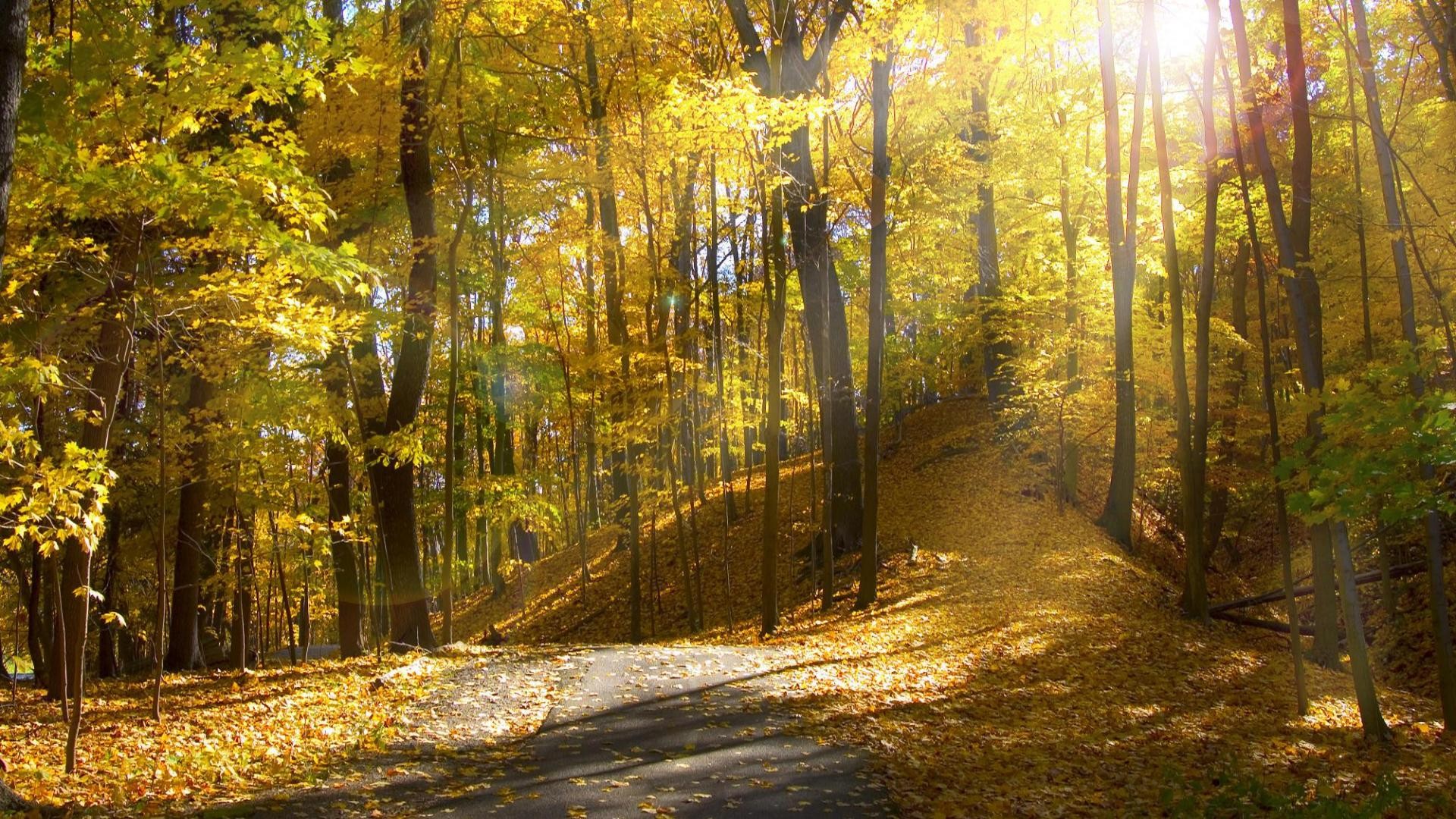 sunlight, Autumn, Trees, Sunrise, Leaves, Leaf, Road, Roads, Path, Trail Wallpaper