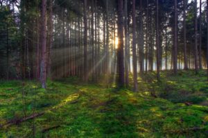 tree, Trees, Forest, Sunlight, Rays, Beams, Beam, Ray, Sunset, Sunrise, Moss, Landscapes