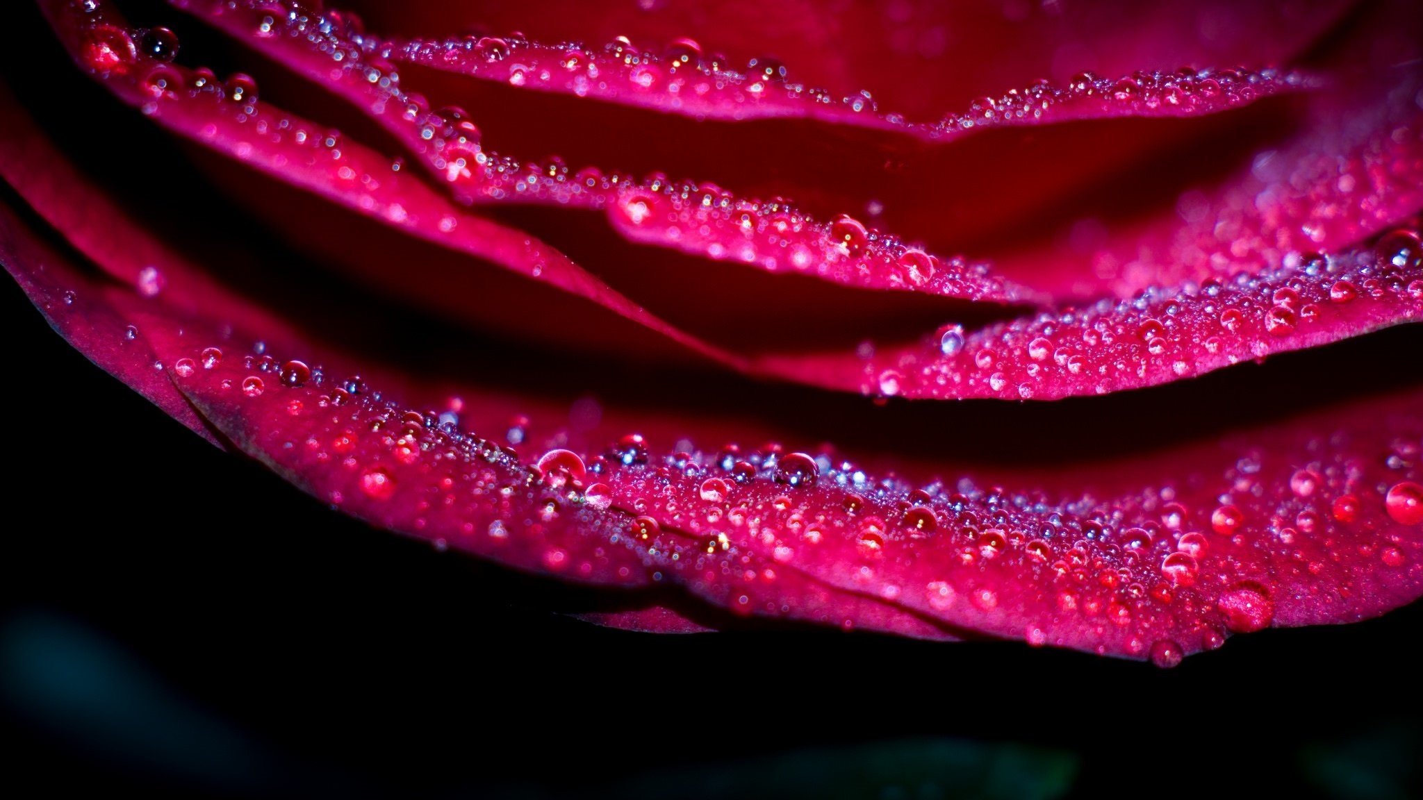 rose, Flower, Pink, Rose, Drops, Macro, Color Wallpaper