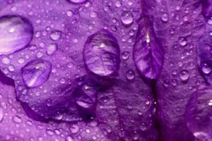 close up, Nature, Flowers, Purple, Water, Drops, Macro, Flower, Petals