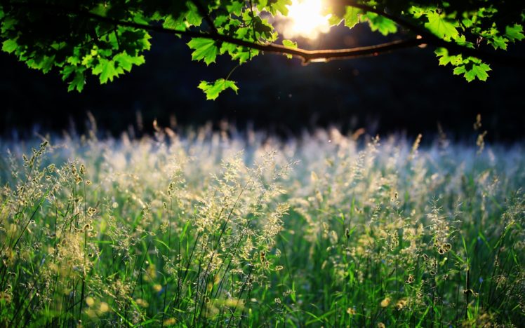grass, Leaves, Sunlight HD Wallpaper Desktop Background