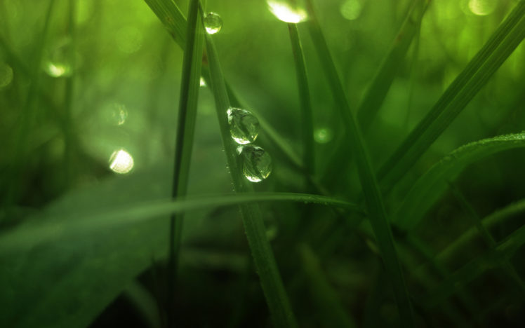 green, Landscapes, Nature, Grass, Water, Drops, Macro HD Wallpaper Desktop Background