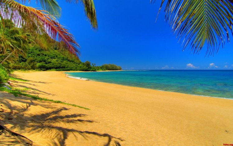playa, Tropical, Palmeras, Mar HD Wallpaper Desktop Background