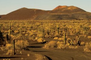 desierto, Sonora, Estados, Unidos, America