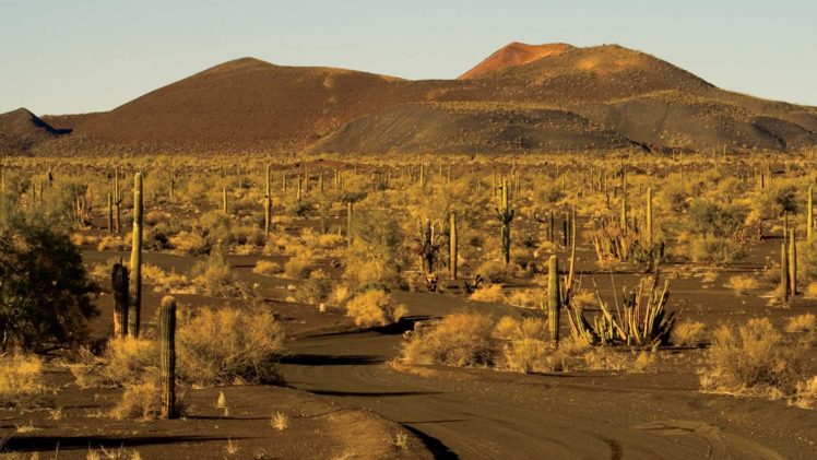 desierto, Sonora, Estados, Unidos, America HD Wallpaper Desktop Background