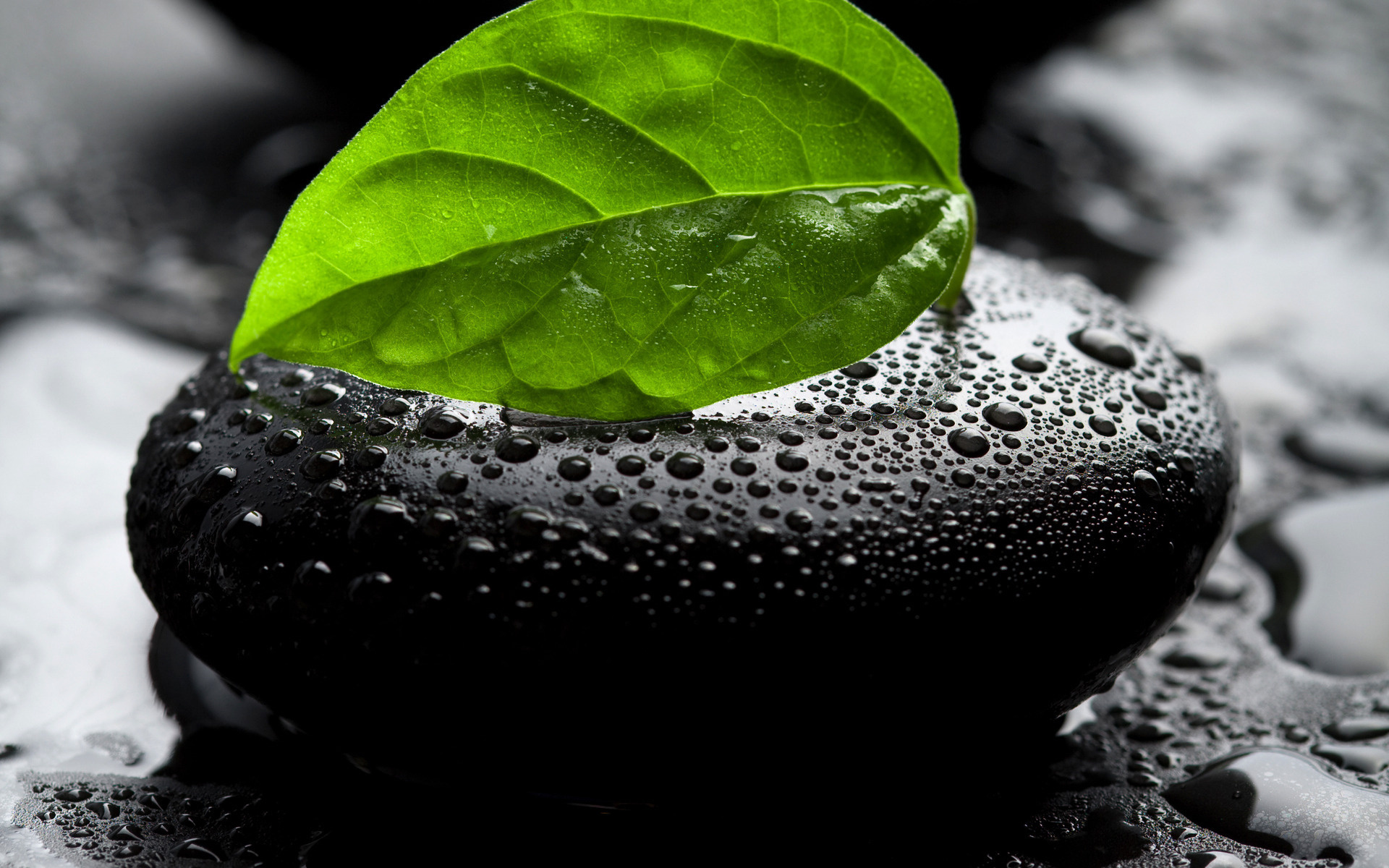 nature, Leaves, Wet, Stones, Water, Drops, Selective, Coloring Wallpaper