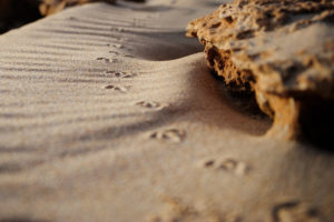 footprints, In, The, Sand