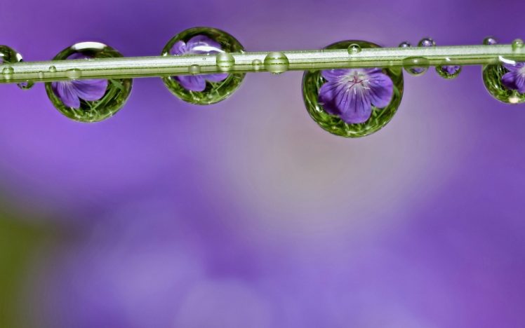 drops, Flower, Flowers HD Wallpaper Desktop Background