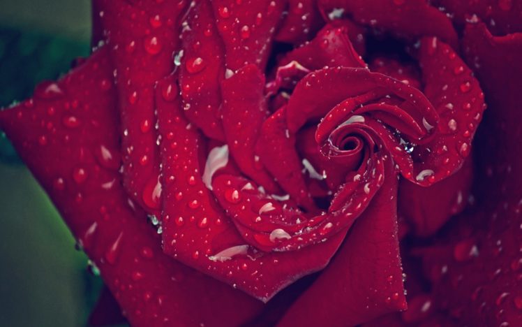 rose, Petals, Drops, Macro, Flower, Flowers HD Wallpaper Desktop Background