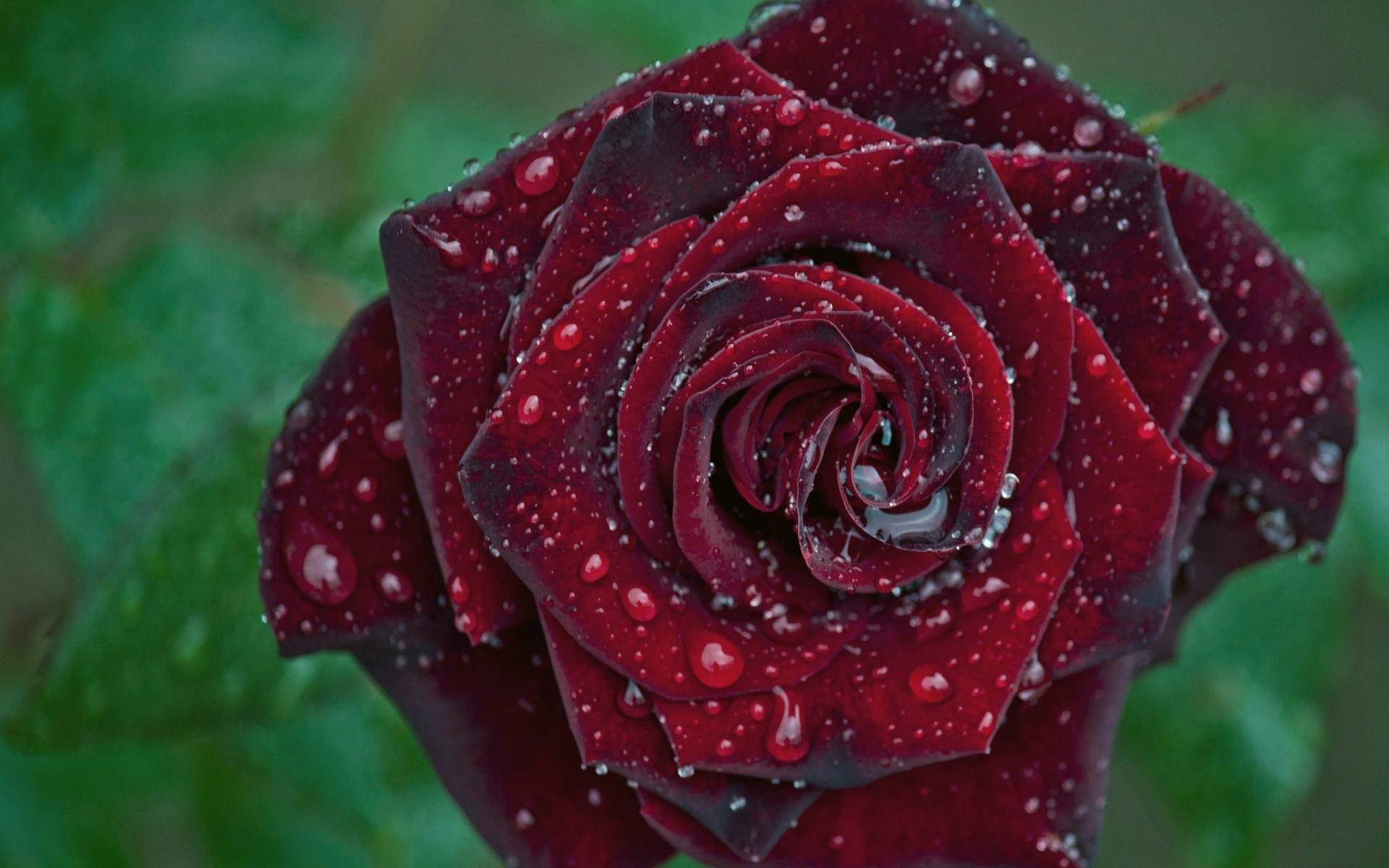 rose, Bud, Drops, Macro Wallpaper