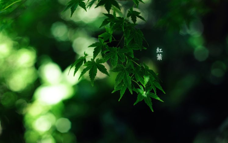 green, Japan, Nature, Trees, Forest, Leaves, Bamboo, Japanese, Depth, Of, Field, Momiji HD Wallpaper Desktop Background