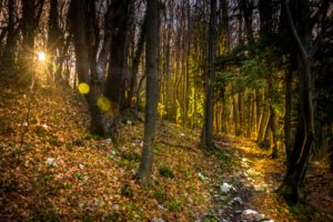 forests, Autumn, Trunk, Tree, Foliage, Rays, Of, Light, Nature