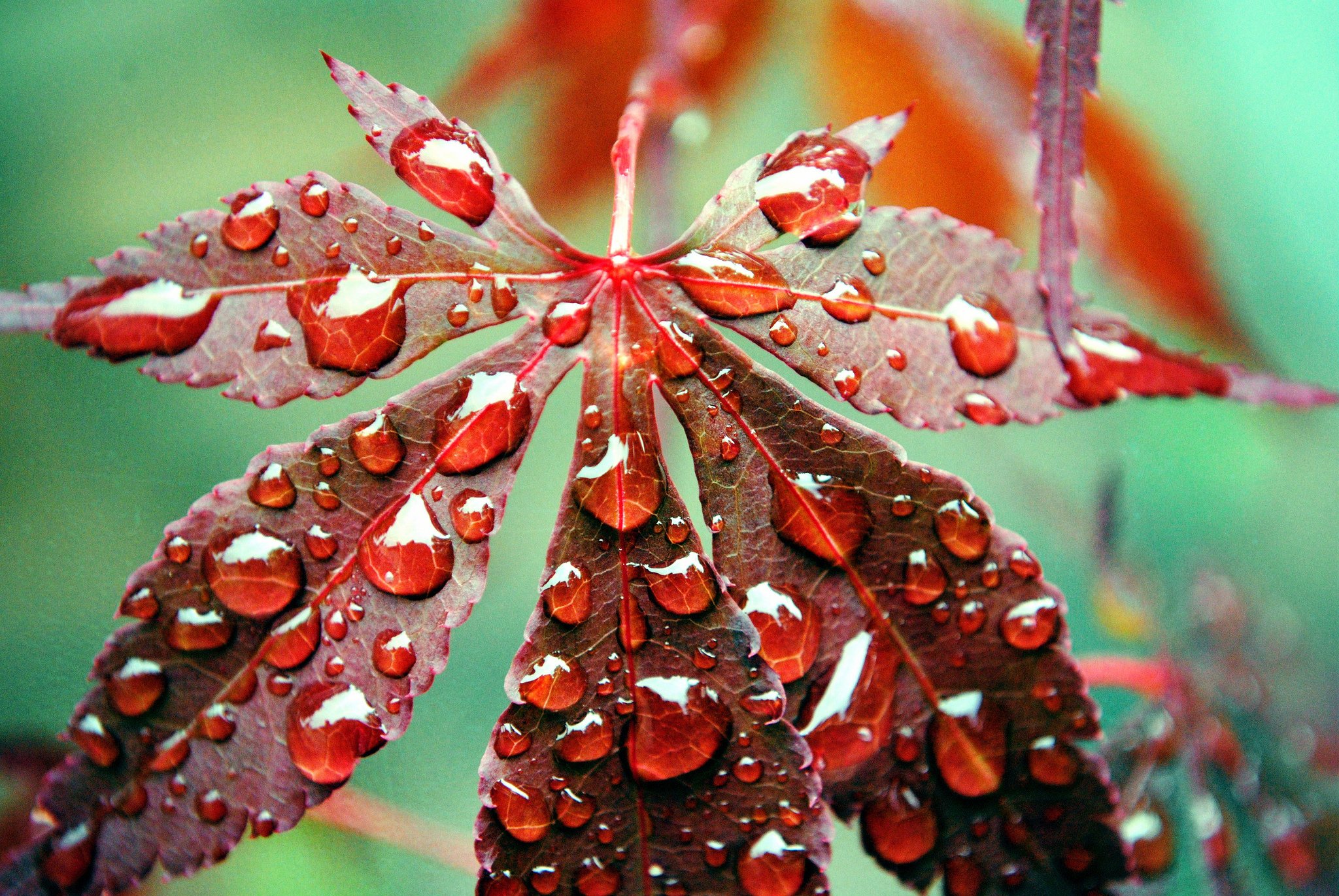 closeup, Foliage, Drops, Nature Wallpaper