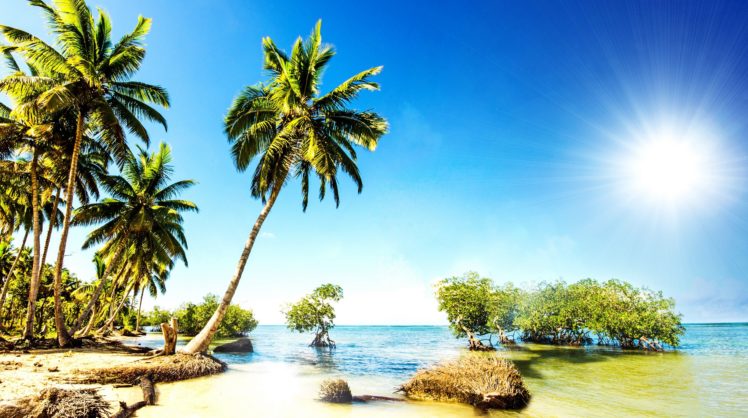 sky, Tropics, Sea, Palma, Trees, Nature HD Wallpaper Desktop Background