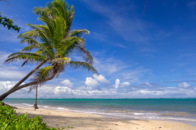 sky, Sea, Palma, Trees, Beach, Nature HD Wallpaper Desktop Background