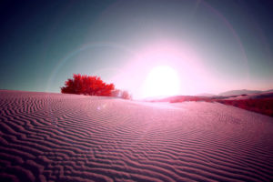 pink, Desert
