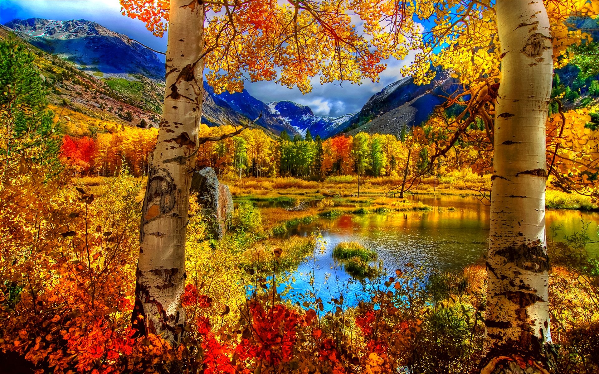 fall tree desktop background color