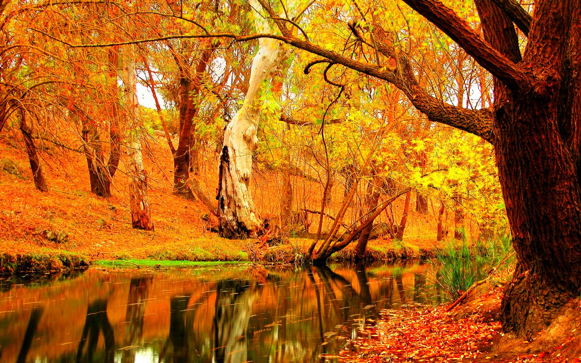 autumn, Fall, Season, Nature, Landscape, Leaf, Leaves