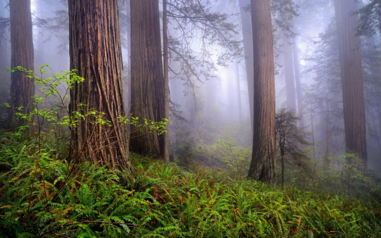 nature, Usa, California, Redwoods, Morning, Forest, Mist, Spring HD Wallpaper Desktop Background