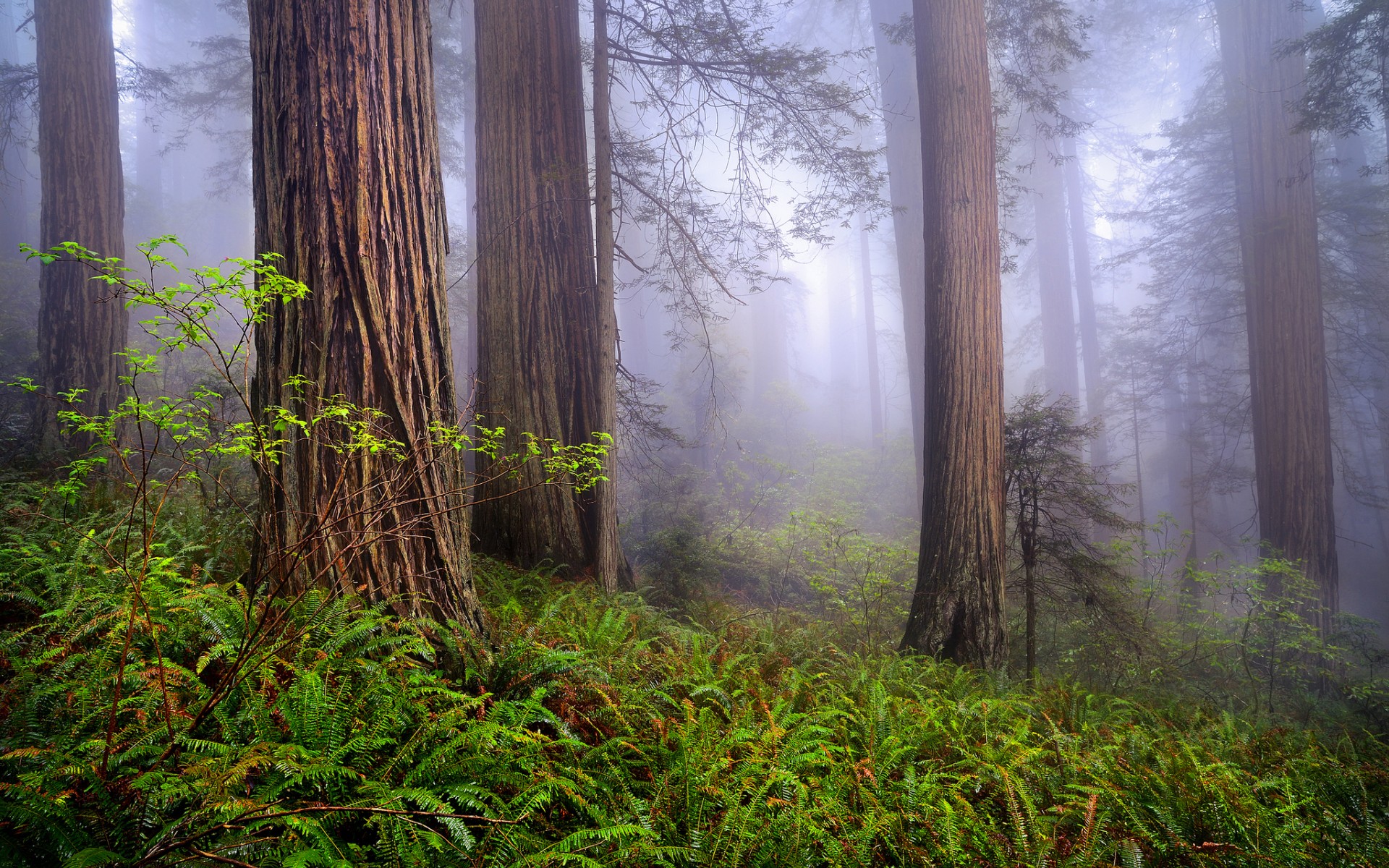 nature, Usa, California, Redwoods, Morning, Forest, Mist, Spring Wallpaper