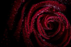 rose, Drops, Petals