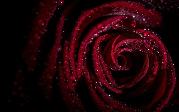rose, Drops, Petals HD Wallpaper Desktop Background