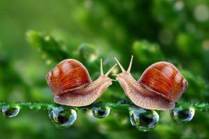 snails, Macro, Drops, Meeting