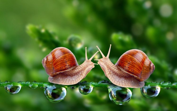 snails, Macro, Drops, Meeting HD Wallpaper Desktop Background