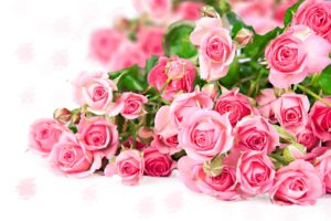 roses, Flowers, Bouquet, Pink, Tender