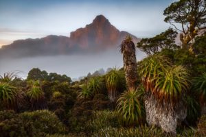 australia, Mountains, Cactuses, Fog, Nature