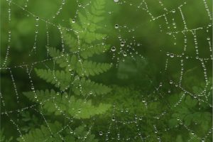 closeup, Spider, Web, Drops, Nature