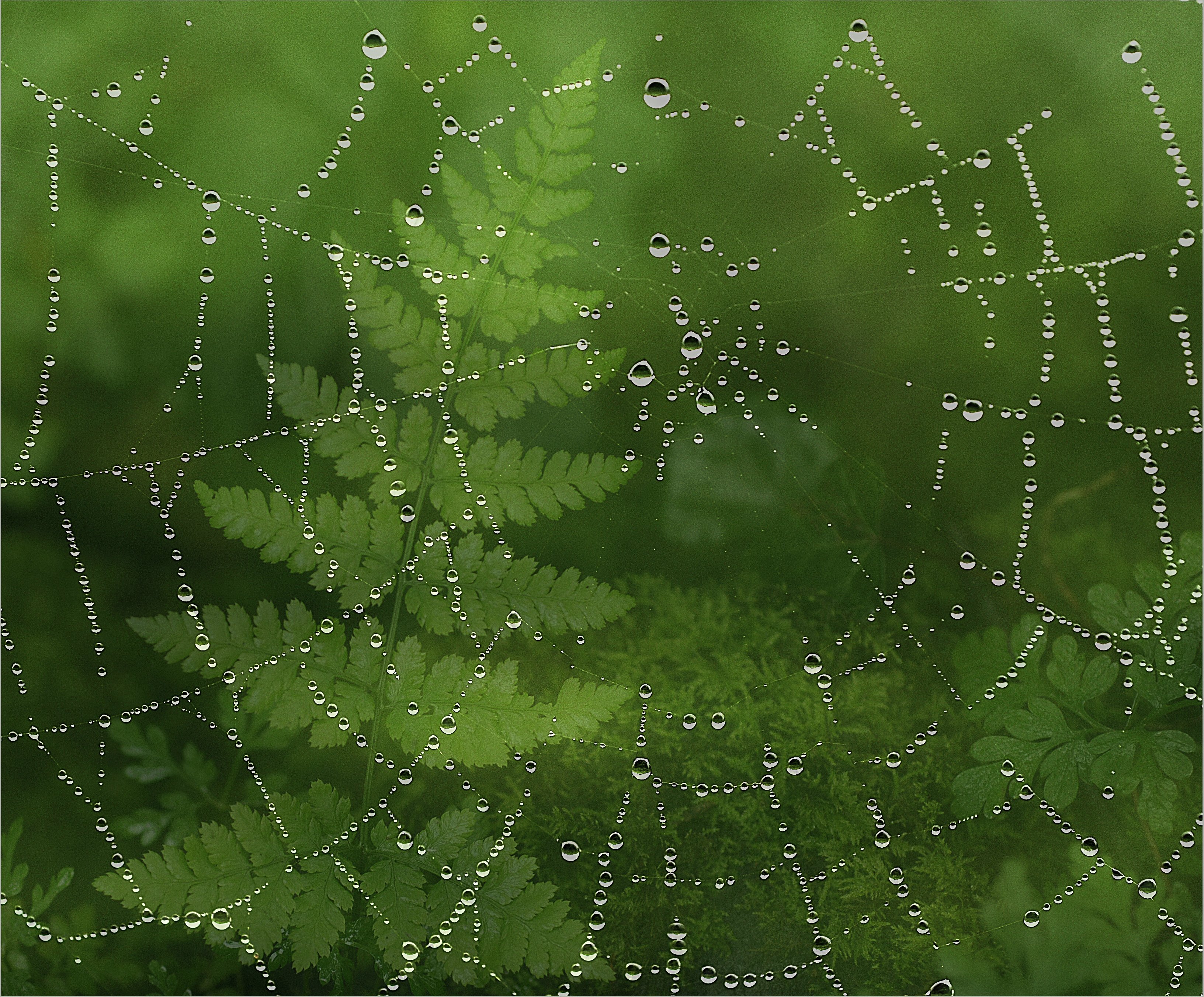 closeup, Spider, Web, Drops, Nature Wallpaper