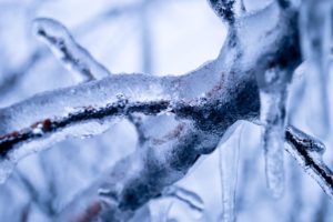 closeup, Ice, Branches, Nature