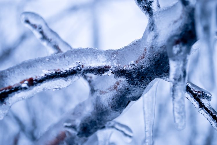 closeup, Ice, Branches, Nature HD Wallpaper Desktop Background