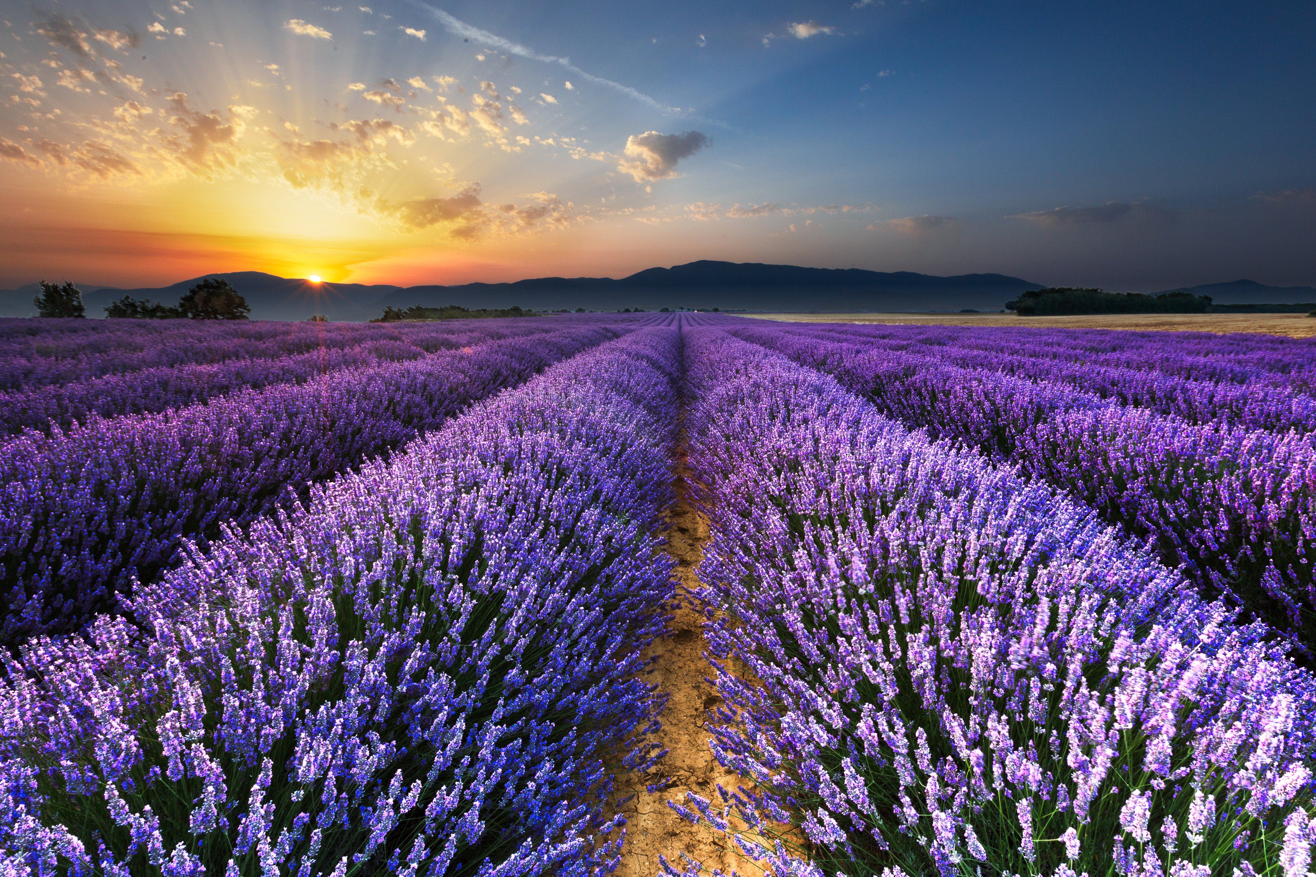 scenery, Fields, Lavandula, Sunrises, And, Sunsets, Sky, Nature Wallpaper