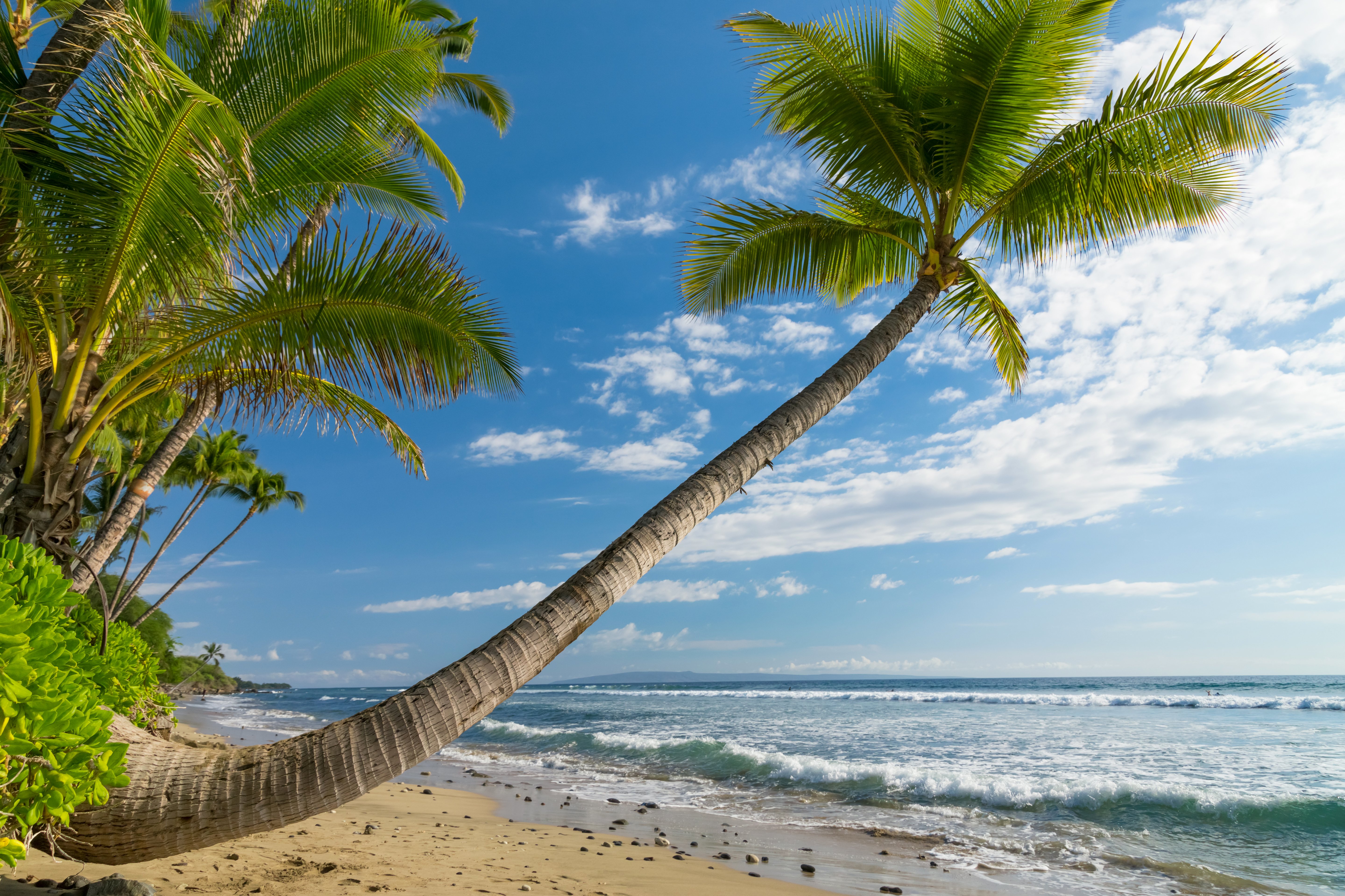tropics, Coast, Sky, Waves, Scenery, Ocean, Hawaii, Palma, Trees, Nature Wallpaper