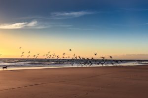 beach, Black, Dog, Landscape, Picture, Sea, Seagulls, Winter