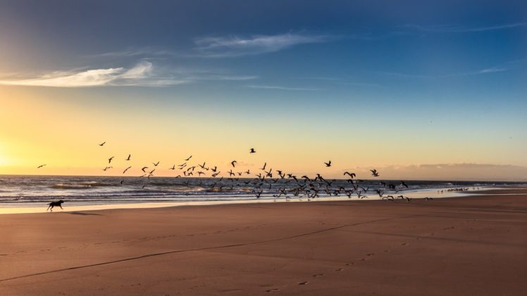beach, Black, Dog, Landscape, Picture, Sea, Seagulls, Winter HD Wallpaper Desktop Background
